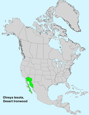 North America species range map for Desert Ironwood, Olneya tesota: